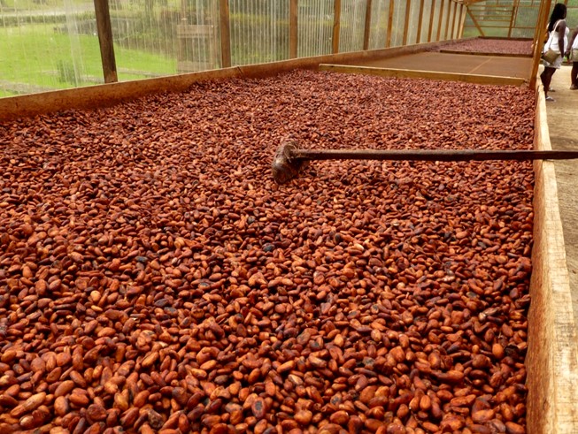 Quand récolter le cacao ? - GrandSur